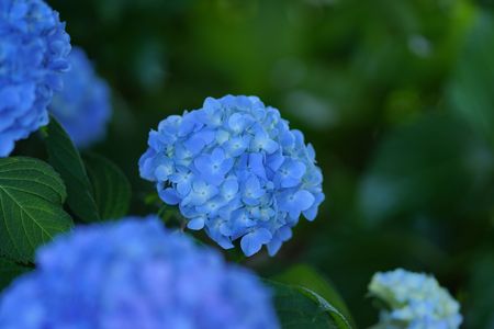 青く紫陽花