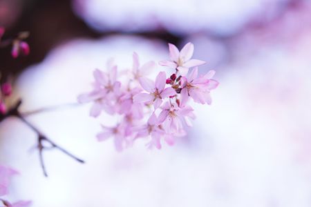 京都で開花宣言