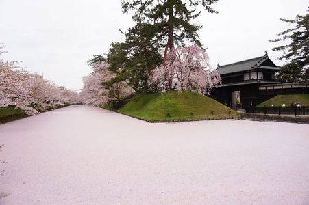 濠いっぱいに桜のじゅうたん・花いかだ