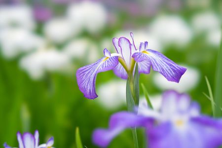 美しき紫菖蒲