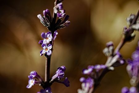 香り良い淡紫色花が魅力的な花木