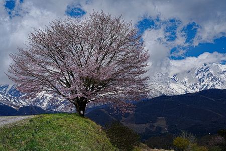 桜散る