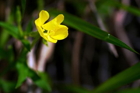 夕方に開花して翌朝に萎む