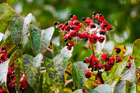 人目を惹く赤黒