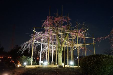 早咲の夜桜（３月３０日）