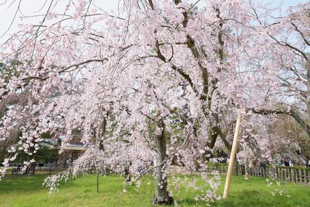 京都御所の春