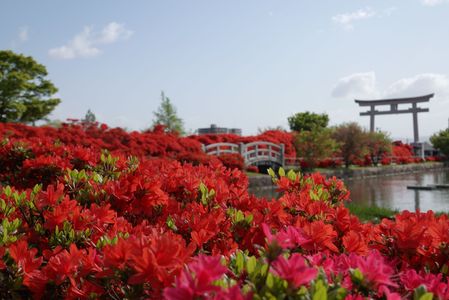 京都・長岡天満宮～キリシマツツジ満開