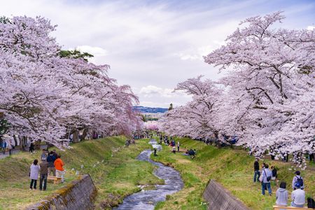 観音寺川桜並木