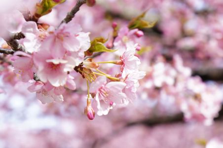 箱根湯本　早川沿いの桜