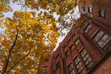 東京大学の紅葉事情