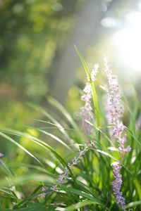 小さい秋、みいつけた