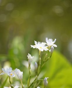 フワフワ～シャガの花