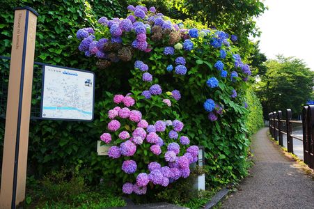 金沢W坂付近の紫陽花