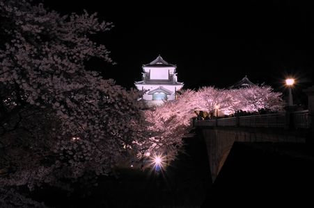 桜と金沢城ライトアップ