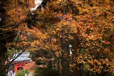 比叡山の紅葉