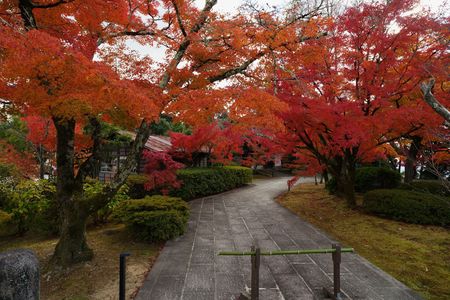 将軍塚青龍殿の紅葉