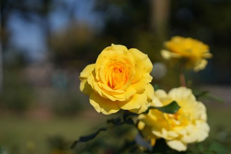 秋バラ＠浜寺公園