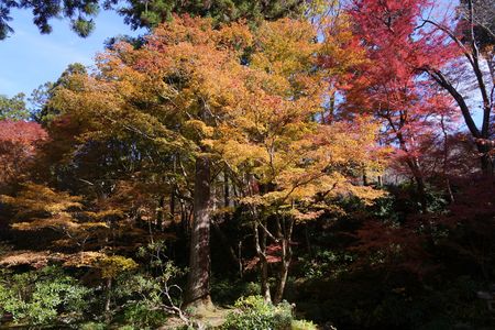 紅葉＠三千院