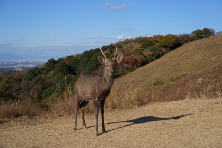 三笠山からの風景 in 奈良