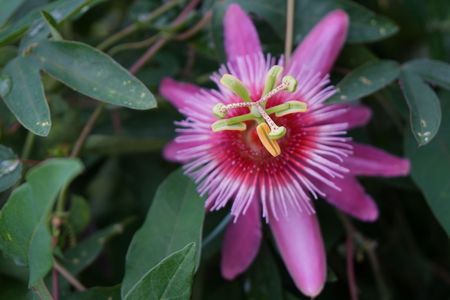花と蝶＠京都府立植物園
