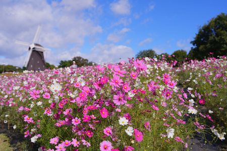 コスモス＠鶴見緑地