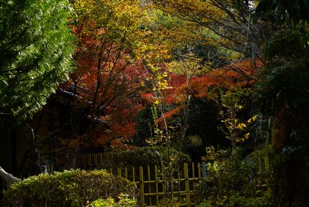 東行庵の紅葉