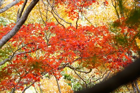 紅葉真っ盛り
