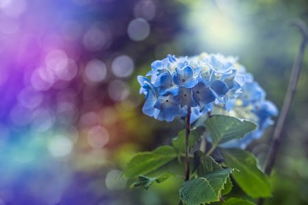 作例あり　SONY E PZ18-105F4 G OSS Sony 18-105 f4 G OSS Video and Photo samples Lens Review +