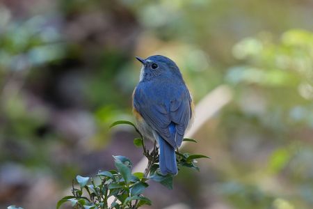 美しい声で囀る♪ ポツンと！幸せの青い鳥(^^♪　　#ルリビタキ#