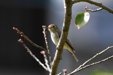 御近所～いつもの散歩コース公園でバッタリ！　コサメビタキさん＼(^o^)／