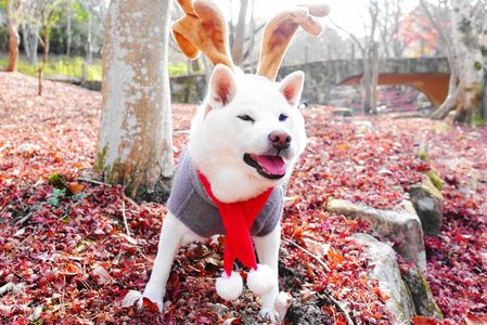 今年はお空🌈の上から～メリークリスマス！(^^♪　　By蘭丸トナカイ🌈