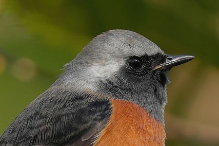 男前！........ 　#ジョウビタキ#