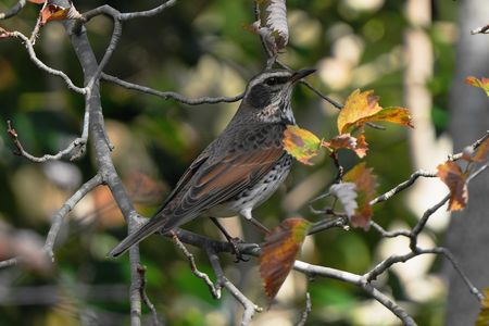 今季初！お山で～バッタリ！ツグミさん＼(^o^)／　#ツグミ#