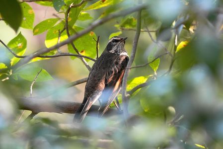 今季初！お山で～バッタリ！ツグミさん＼(^o^)／　#ツグミ#