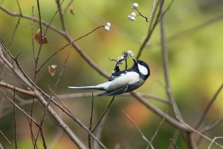 冬本番に、備えて食欲全開＼(^o^)／　#シジュウカラ#