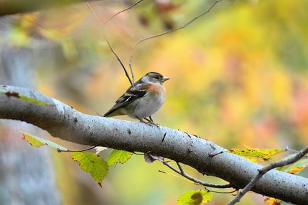 秋色に～染まる(^^♪　#アトリ#