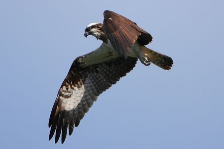 ミサゴの飛翔が美しい(^^♪　#ミサゴ#