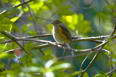 今季初！可愛い💖～ルリ子さんもご登場！＼(^o^)／　#ルリビタキ#