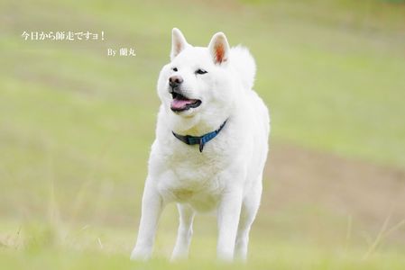 今日から１２月ですョ！＼(^o^)／　By 蘭丸🌈