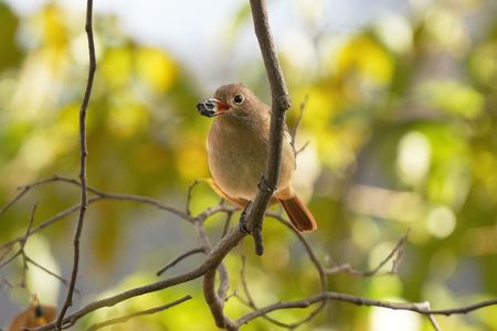お豆もゲット！😊お腹も満腹(^^♪バッタリ！～ジョビ子さん！　#ルリビタキ#