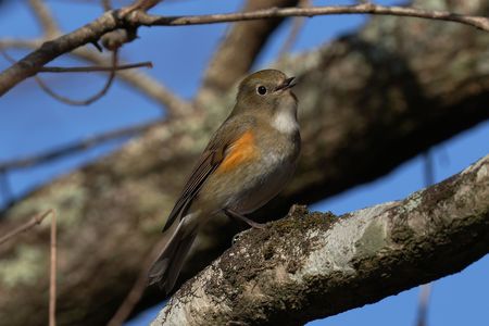 可愛すぎる💖(>_<)　ルリ子さん！　#ルリビタキ#