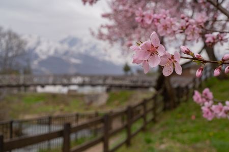 待っていた「春」