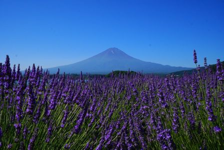 ラベンダー香る富士山