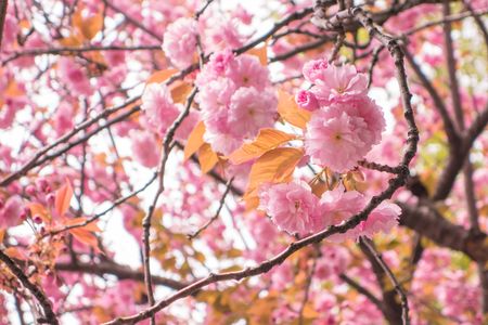 八重(咲き)の桜