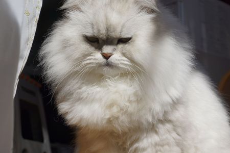 レノン　毛並Max！