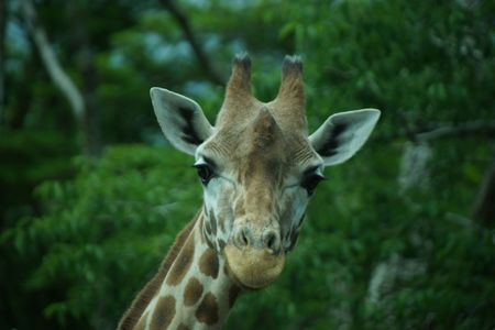 富士サファリパークのキリンと申します。