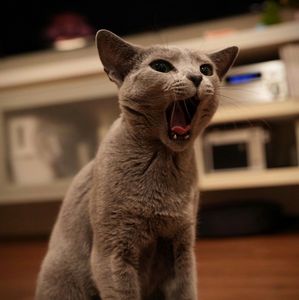 あくび出ちゃう