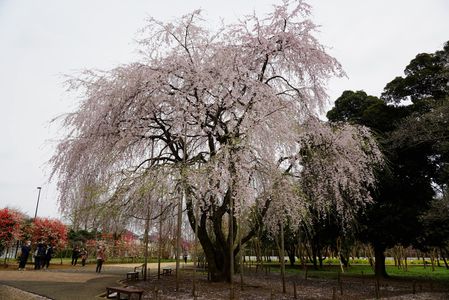 みずほエコパークの枝垂れ桜