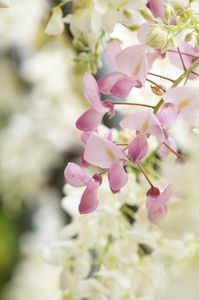 Pink wisteria