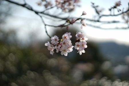 披露山の桜